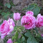 rose detail