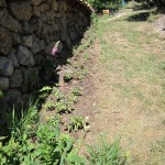 sage planted and watered