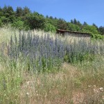 vipers bugloss