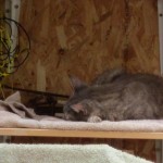 artur asleep on shelf