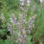 clary sage june 1