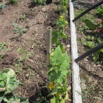 cucumbers tied up