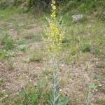 dread verbascum