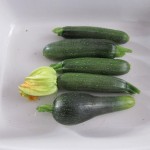 first courgettes