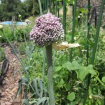 leek flower detail