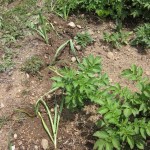 leek hedge planted