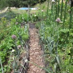 leeks in garden