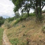 olive trees strimmed