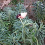 poppy planted