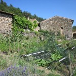 potager late june