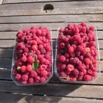 raspberries galore