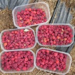 raspberry haul