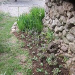stachys planted in calabert bed