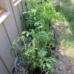 tomatoes late june