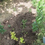 tuberoses in ground