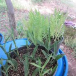 achillea and vb cuttings