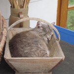 artur in small trug