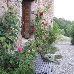 courtyard roses july