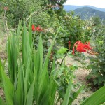 crocosmia