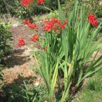 crocosmia blooming