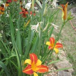 day lily close up