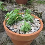 detail of sedum pot