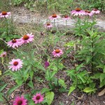 echinacea magnus inflower