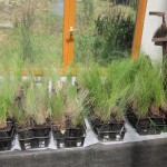 eragrostis potted up