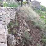 eragrostis side view