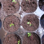 eucalyptus seedlings