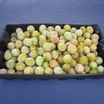 first mirabelles