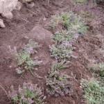 first thyme plants