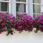 flower box knightsbridge