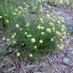 flowering santolina baby