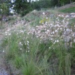 gaura close up