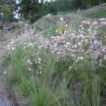 gaura close up