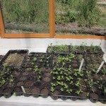 july seedlings