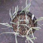 lavender cuttings