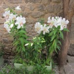 lilies in courtyard