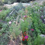 messy potager