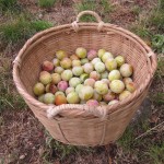 mirabelles in basket