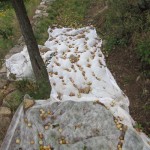 mirabelles on ground