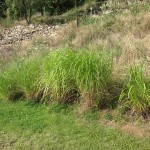 miscanthus hedge