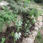 mulched euphorbias