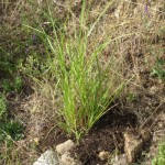 mulching grasses