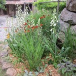 pannicum and stachys