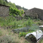 potager early july