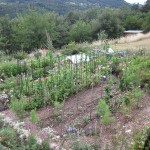 potager long view