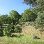 quince bank strimmed