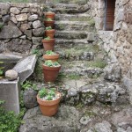 sedums potted up